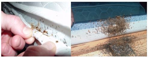 محل اختفا ساس تختخواب- سمپاشی ساس تختخواب - سمپاشی بهار