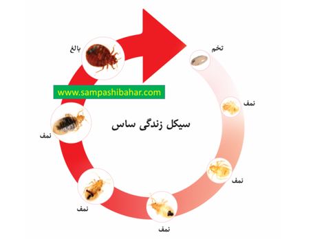 چرخه زندگی ساس تختخواب - سمپاشی ساس - سمپاشی بهار