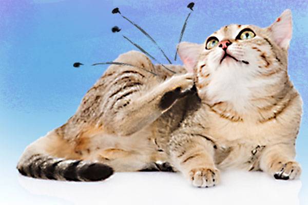 گربه ای در حال خاراندن خود - سم پاشی کک گربه - سمپاشی بهار